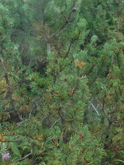 Pinus mugo