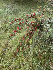 Cotoneaster horizontalis