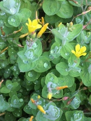 Hypericum elodes