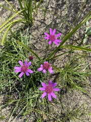 Senecio speciosus