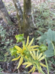 Silphium