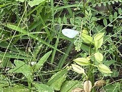 Leptosia nina