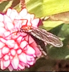 Plecia