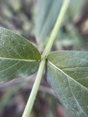 Silphium