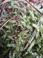 Plagiothecium denticulatum