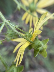 Silphium