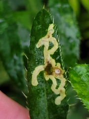 Phytomyza spinaciae