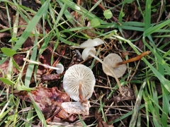 Marasmius wynneae