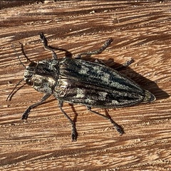 Chalcophora mariana massiliensis