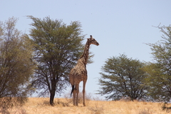 Giraffa camelopardalis giraffa