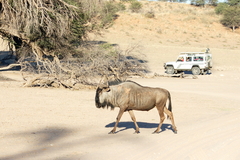 Connochaetes taurinus taurinus