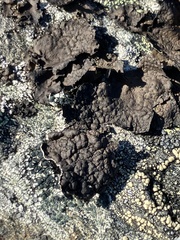 Umbilicaria hyperborea