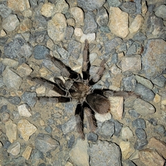 Aphonopelma johnnycashi