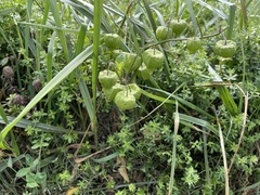 Cardiospermum halicacabum