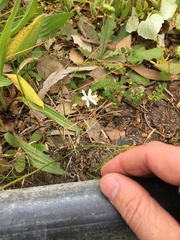 Trachyandra chlamydophylla