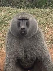 Papio anubis
