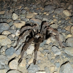 Aphonopelma johnnycashi