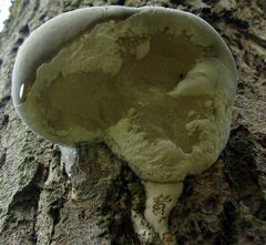 Phellinus igniarius