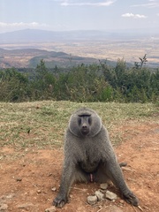 Papio anubis