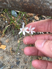 Trachyandra chlamydophylla
