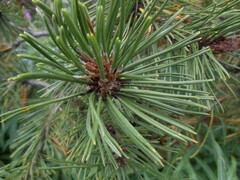 Pinus mugo