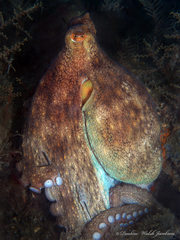 Octopus americanus