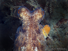 Octopus americanus