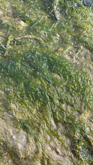 Ulvophyceae