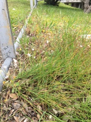 Trachyandra chlamydophylla