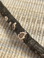 Peniophora albobadia