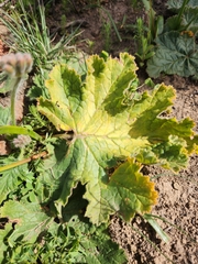 Pelargonium lobatum