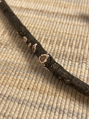 Peniophora albobadia