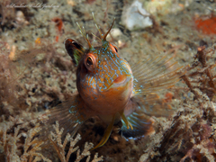 Parablennius marmoreus