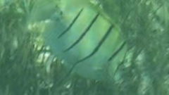 Acanthurus triostegus