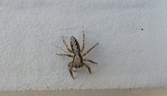 Platycryptus californicus