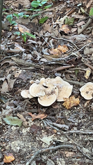 Bondarzewia berkeleyi