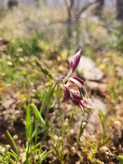Gladiolus virescens