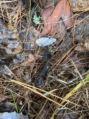 Phellodon niger