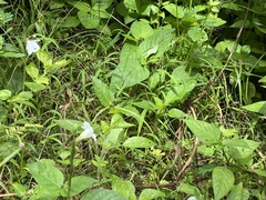 Leptosia nina