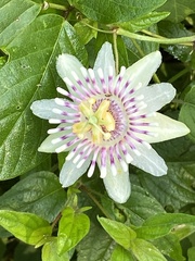 Passiflora colimensis