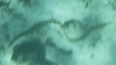 Myrichthys colubrinus