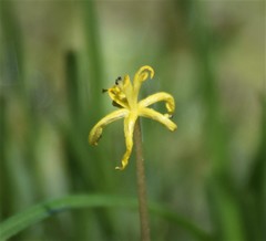 Heteranthera dubia