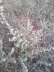 Artemisia filifolia