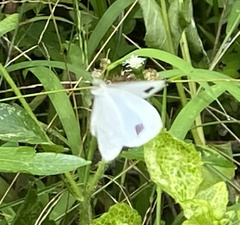 Leptosia nina