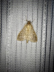 Ostrinia