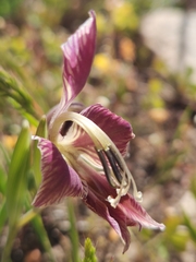 Gladiolus virescens