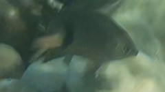 Plectroglyphidodon dickii