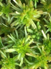Sphagnum cuspidatum