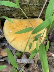 Gymnopilus luteus