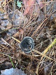 Phellodon niger